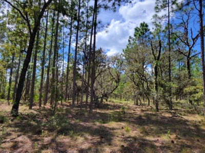 Homesite 1.0 Acre Lot In Rainbow Lakes Estates Florida - image 2
