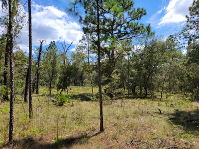 Homesite 1.0 Acre Lot In Rainbow Lakes Estates Florida - image 6