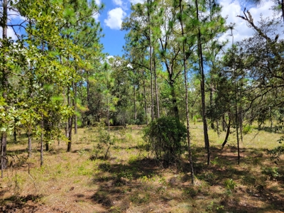 Homesite 1.0 Acre Lot In Rainbow Lakes Estates Florida - image 7