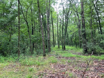 Starkville MS Residential Lot for Sale - image 4