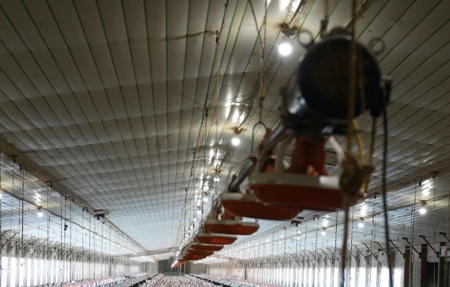 Newer 2 House Poultry Breeder Farm w/ Solar Panels - image 16