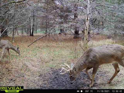Coveted Hunting and Waterfront Property for Sale in South Ce - image 16