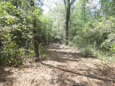 25 Acres of Land in Hartford Alabama - image 10