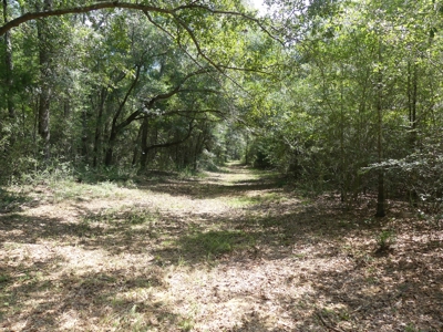 25 Acres of Land in Hartford Alabama - image 11
