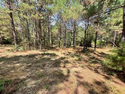 25 Acres of Land in Hartford Alabama - image 5
