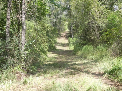 25 Acres of Land in Hartford Alabama - image 16