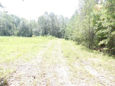 25 Acres of Land in Hartford Alabama - image 14