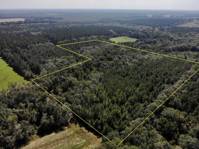 25 Acres of Land in Hartford Alabama - image 23