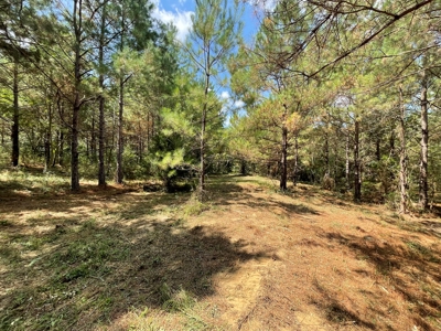 25 Acres of Land in Hartford Alabama - image 6