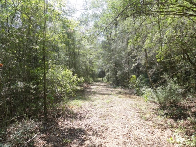 25 Acres of Land in Hartford Alabama - image 9