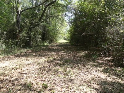 25 Acres of Land in Hartford Alabama - image 12