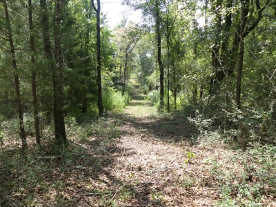 25 Acres of Land in Hartford Alabama - image 15
