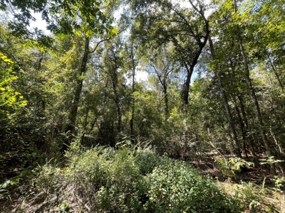 25 Acres of Land in Hartford Alabama - image 4