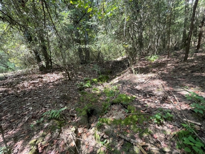 25 Acres of Land in Hartford Alabama - image 3