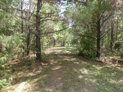 25 Acres of Land in Hartford Alabama - image 17