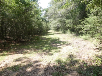 25 Acres of Land in Hartford Alabama - image 13