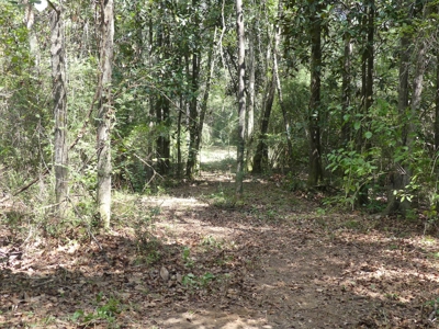 25 Acres of Land in Hartford Alabama - image 8