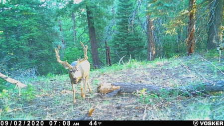 Southern Colorado Cabin on 175 acres of Prime Hunting Land - image 35