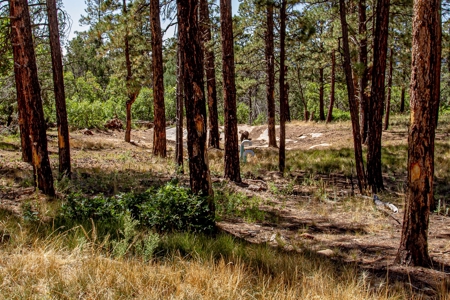Southern Colorado Cabin on 175 acres of Prime Hunting Land - image 23
