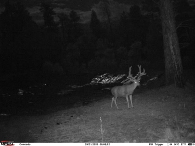 Southern Colorado Cabin on 175 acres of Prime Hunting Land - image 32