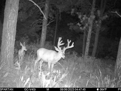 Southern Colorado Cabin on 175 acres of Prime Hunting Land - image 33