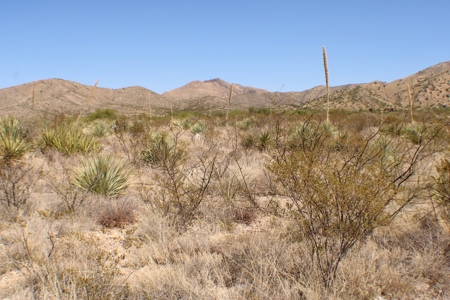 Spectacular Desert Property - image 15