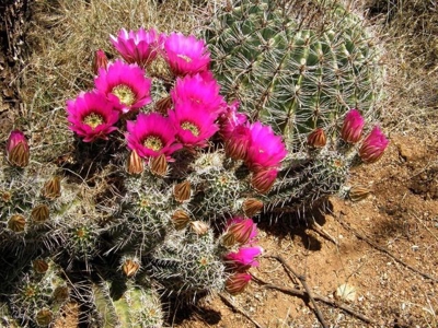Spectacular Desert Property - image 4