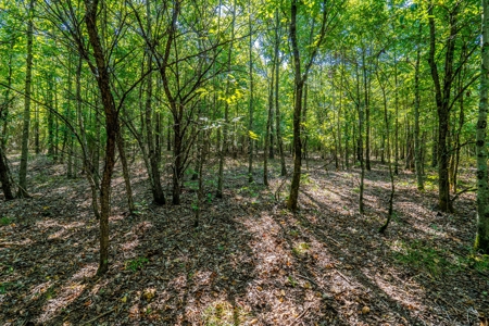 Riverfront Ranch for sale in Montgomery County, Arkansas - image 26