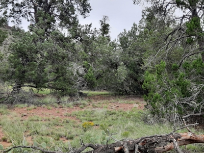 Unbelievable 47+ Acre Norhtern Az Mountain Property. - image 5