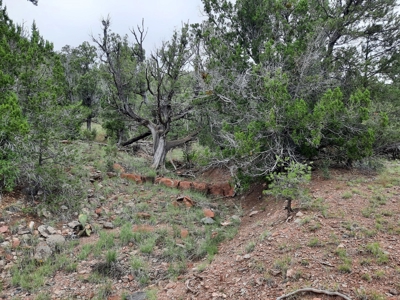 Unbelievable 47+ Acre Norhtern Az Mountain Property. - image 9