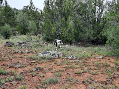Unbelievable 47+ Acre Norhtern Az Mountain Property. - image 11