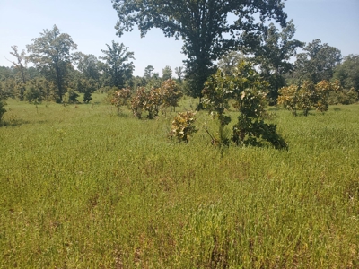 477.5 Acre Cattle Ranch In Antlers Oklahoma For Sale - image 30