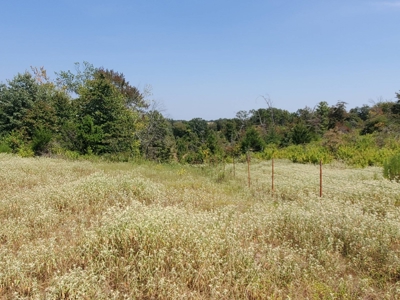 477.5 Acre Cattle Ranch In Antlers Oklahoma For Sale - image 16