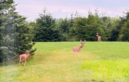 Rural Southern Iowa Retreat - image 40
