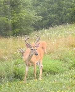 Rural Southern Iowa Retreat - image 42