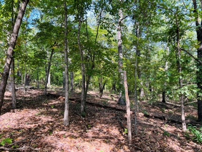 Land For Sale In North Central Arkansas - image 6