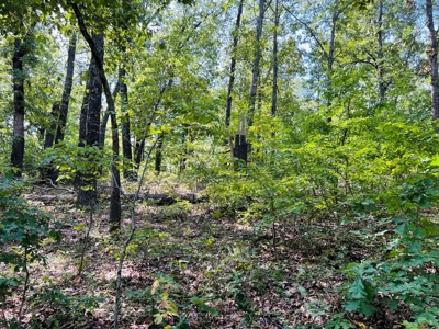 Land For Sale In North Central Arkansas - image 17