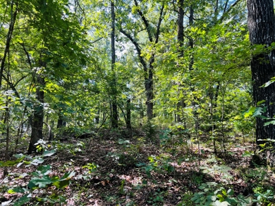 Land For Sale In North Central Arkansas - image 16