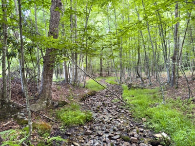 Wooded Land for Sale in Floyd VA - image 14