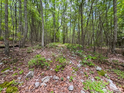 Wooded Land for Sale in Floyd VA - image 11