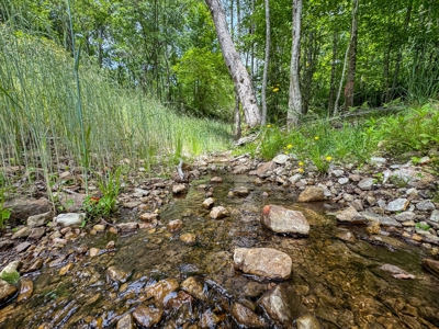 Wooded Land for Sale in Floyd VA - image 7