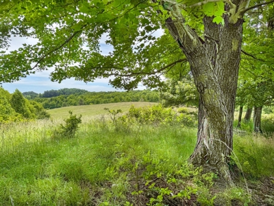 Wooded Land for Sale in Floyd VA - image 6