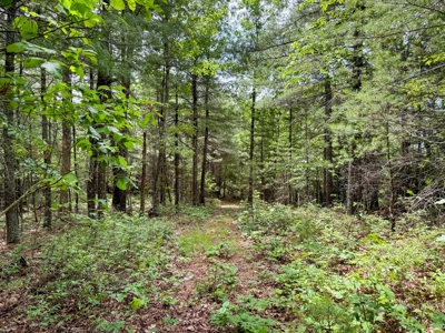 Secluded Land for Sale in Indian Valley VA - image 11