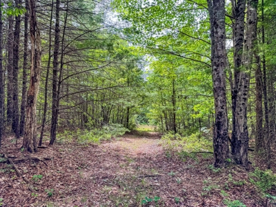 Secluded Land for Sale in Indian Valley VA - image 10