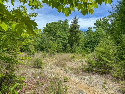 Secluded Land for Sale in Indian Valley VA - image 8