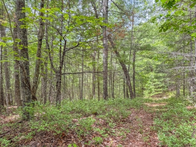 Secluded Land for Sale in Indian Valley VA - image 9