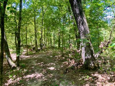 7.5 Acres On Buck Creek In Kiamichi Wilderness For Sale - image 9