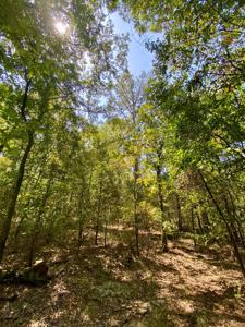 7.5 Acres On Buck Creek In Kiamichi Wilderness For Sale - image 43