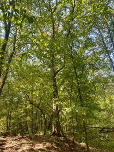 7.5 Acres On Buck Creek In Kiamichi Wilderness For Sale - image 46