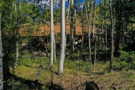 Colorado Rocky Mountain Aspen Oasis with Incredible Views - image 9